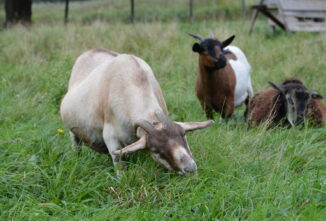 Goat Pregnancy Health and Nutrition